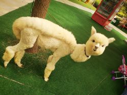 -萌宠亲子动物乐园(槐房万达店)