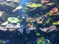 -暹罗海洋世界