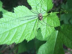 -云岫谷游猎自然风景区