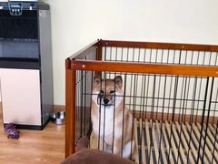 柴犬-柴犬高等学院·狗咖·柴犬售卖·宠物训练