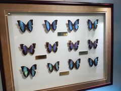 -上海昆虫博物馆