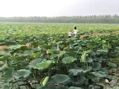 -西青郊野公园