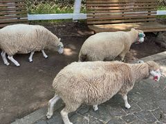 -神户市立六甲山牧场