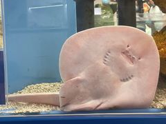 -上海海洋水族馆