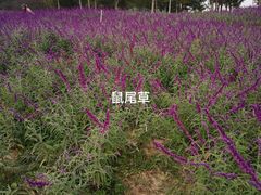 -河北省园博园