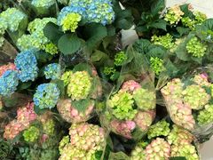 -双季花艺园艺市场(浦东店)