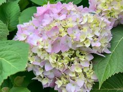 -三圣花乡旅游区