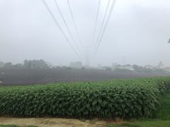 -紫颐香薰山谷景区