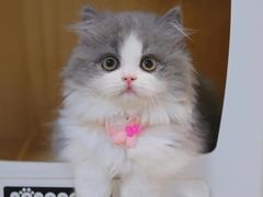 -欣宠猫屋·矮脚拿破仑·蓝金金渐层