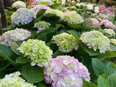 -双季花艺园艺市场(浦东店)