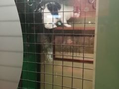 -猫咪博物馆(顶澳仔猫街店)