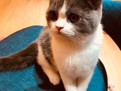 -Pets First伊珊娜洗护·精致美容·家庭式寄养(新会路店)