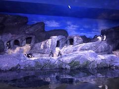 -暹罗海洋世界
