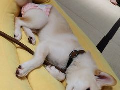 -逗柴咖啡屋·狗咖猫咖宠物桌游