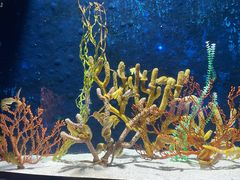 -珠海长隆海洋王国