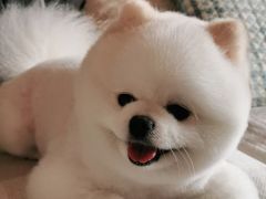 -美联众合动物医院(唯恩分院)