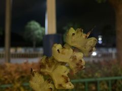 南澳苦瓜-啊溜烧烤·炭火传承(南澳店)