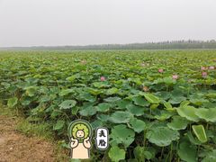 -西青郊野公园