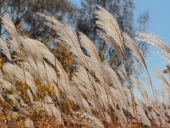 -野鸭湖国家湿地公园
