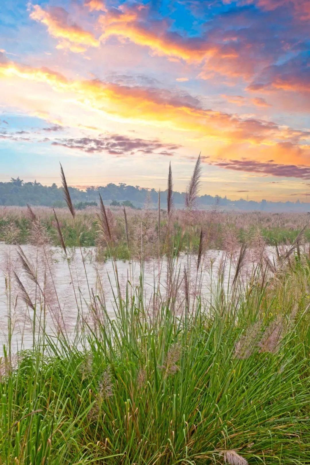 藏在绝美芦苇荡的浪漫风景
