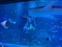 -烟台海昌鲸鲨海洋公园