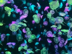 -珠海长隆海洋王国