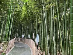 -陈家山荷花公园