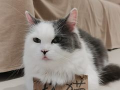 -怪兽屋·羊驼·猫咖·狗咖(俊华广场店)