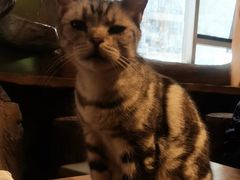 -猫猫幼稚园·撸猫·桌游·电玩