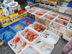 -青石桥花鸟鱼虫市场(叠翠城店)