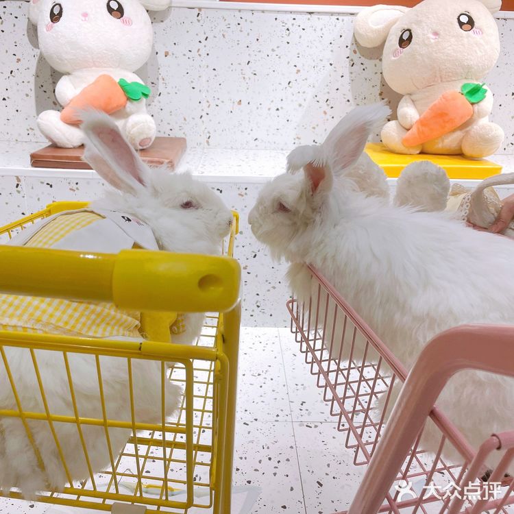 🐰：你们拍吧，不用管我