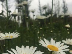-树山生态村