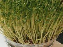 -洪氏嗨捞·广东猪肚鸡·椰子鸡火锅(西咸万象城店)