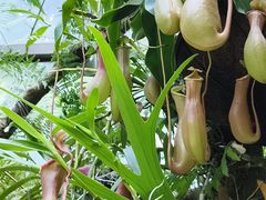 -东莞植物园