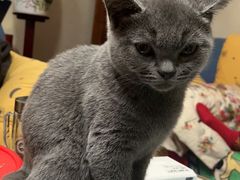 -天使宠物医院·犬猫分诊(彩虹店)