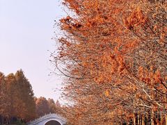 -上海海湾国家森林公园