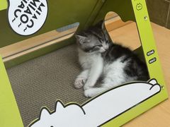 -帕帕拉兹宠物(亚洲旗舰店)