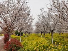 -古柏渡丰乐樱花园