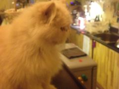 猫色咖啡-猫色咖啡·猫咖
