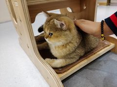 -飞行喵MR PILOT|猫舍·猫咖(静安大融城店)