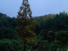 -长沙黑麋峰国家森林公园