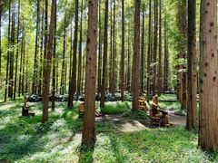 -黄海国家森林公园