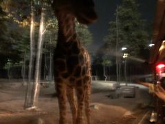 -清迈夜间动物园