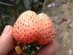-喜杨洋草莓采摘园