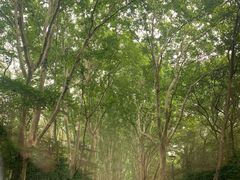 -紫金山山顶公园
