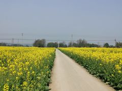 -桤木河湿地公园