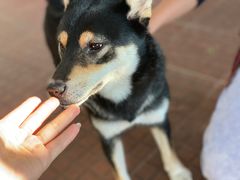 -柴犬高等学院·狗咖·柴犬售卖·宠物训练