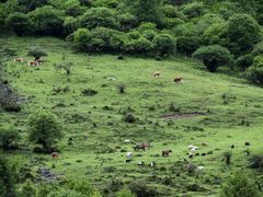 -硗碛藏寨·神木垒景区