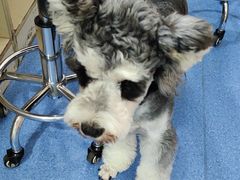 -天使宠物医院·犬猫分诊(彩虹店)