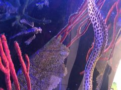 -迪拜水族馆及水下动物园